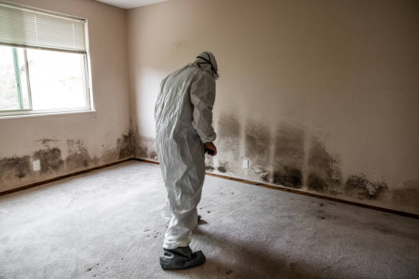 Trusted Wabasso Beach, FL Mold Remediation Experts