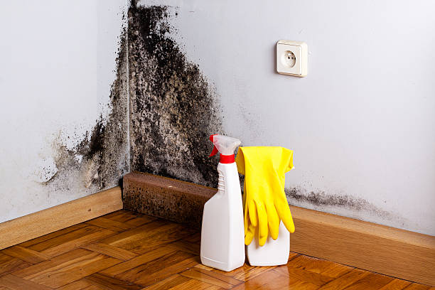 Best Residential Mold Remediation in Wabasso Beach, FL