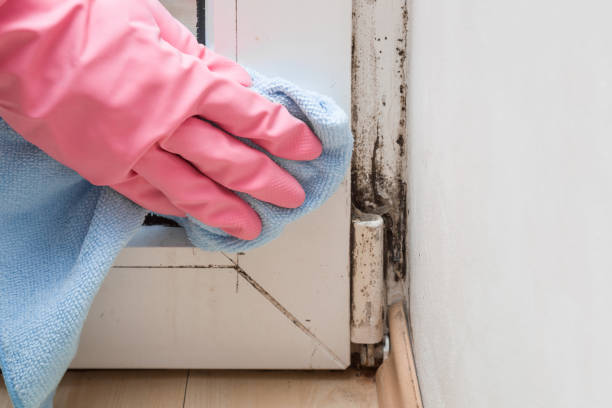 Trusted Wabasso Beach, FL Mold Remediation Experts